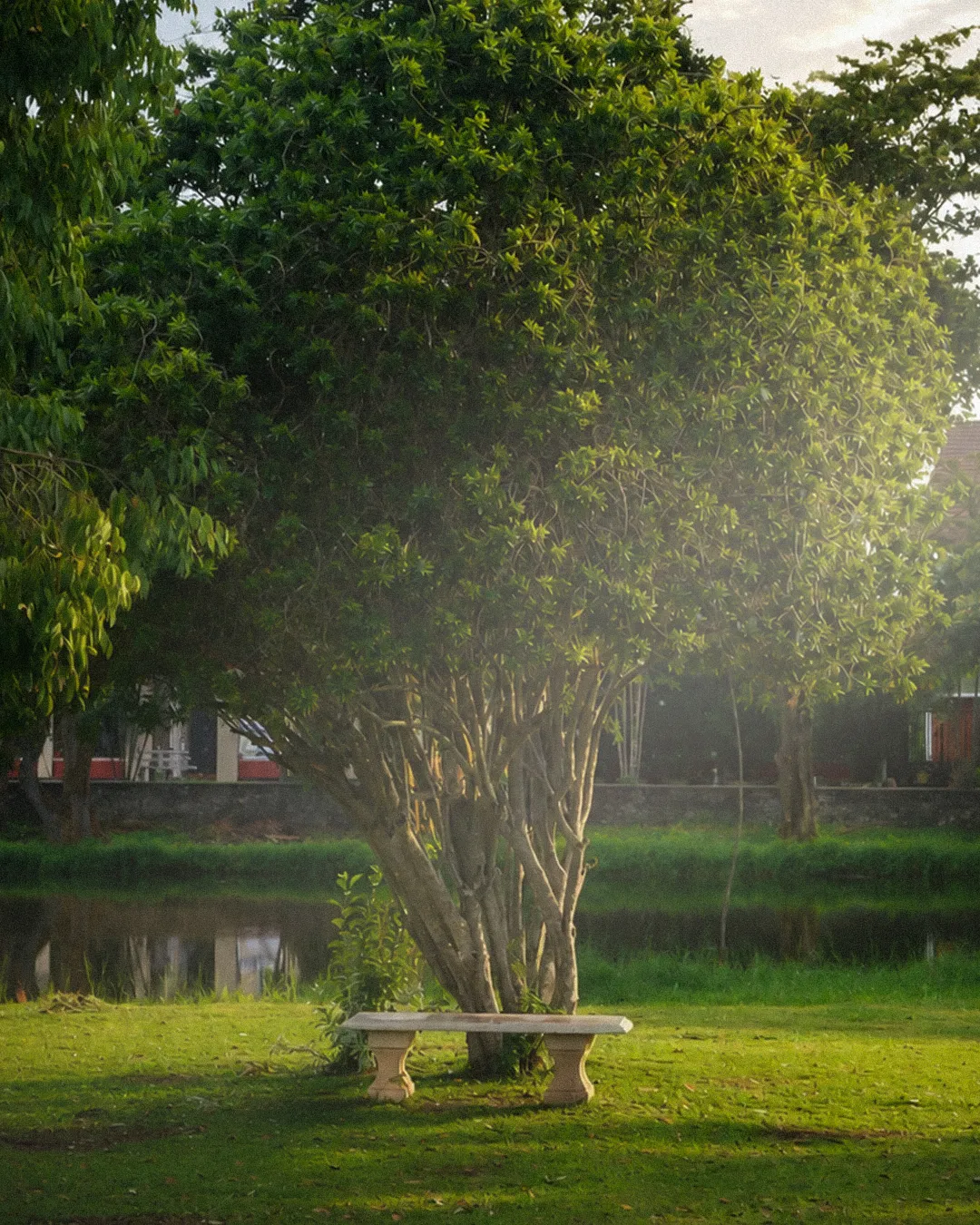 Stone bench under a tree in golden parkland light